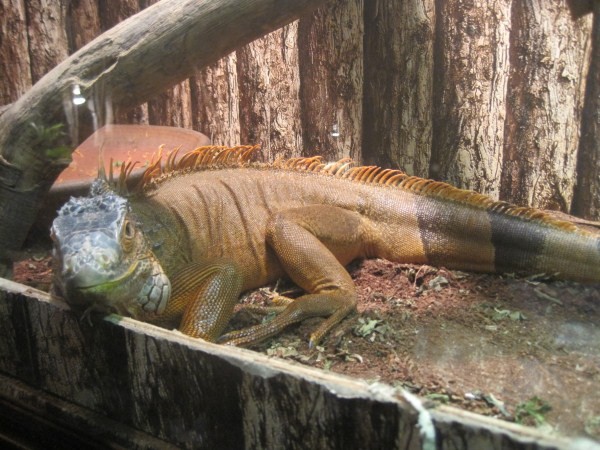 Vật liệu lót chuồng có thể là mùn dừa hoặc giấy báo. Iguana thích nền có độ ẩm cao. Nhiệt độ ánh sáng và độ ẩm là 3 yếu tố quan trọng nhất trong vấn đê nuôi dưỡng Iguana. Chỉ cần một sự thay đổi một trong 3 yếu tố này sẽ ảnh hưởng đến sức khỏe Iguana. Nếu bạn không có thời gian để nó phơi nắng 1 cách tự nhiên thì bạn có thể dùng đèn UVB thay thế kèm theo đó là 1 bóng đèn sưởi. Ảnh: Chú Iguana này có giá 80 triệu.